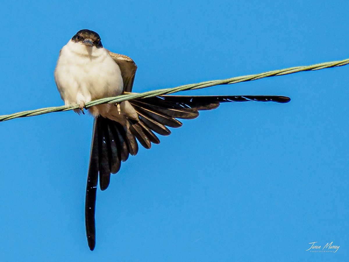 Fork-tailed Flycatcher - Jason Massey