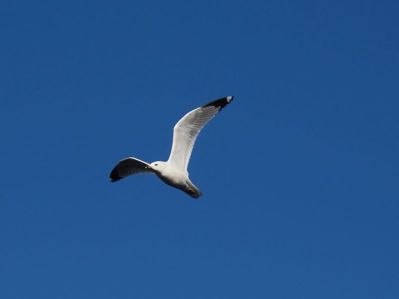 Ring-billed Gull - ML286711571