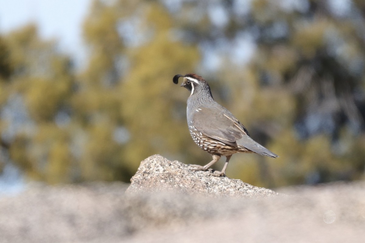 California Quail - Jonathan Vargas