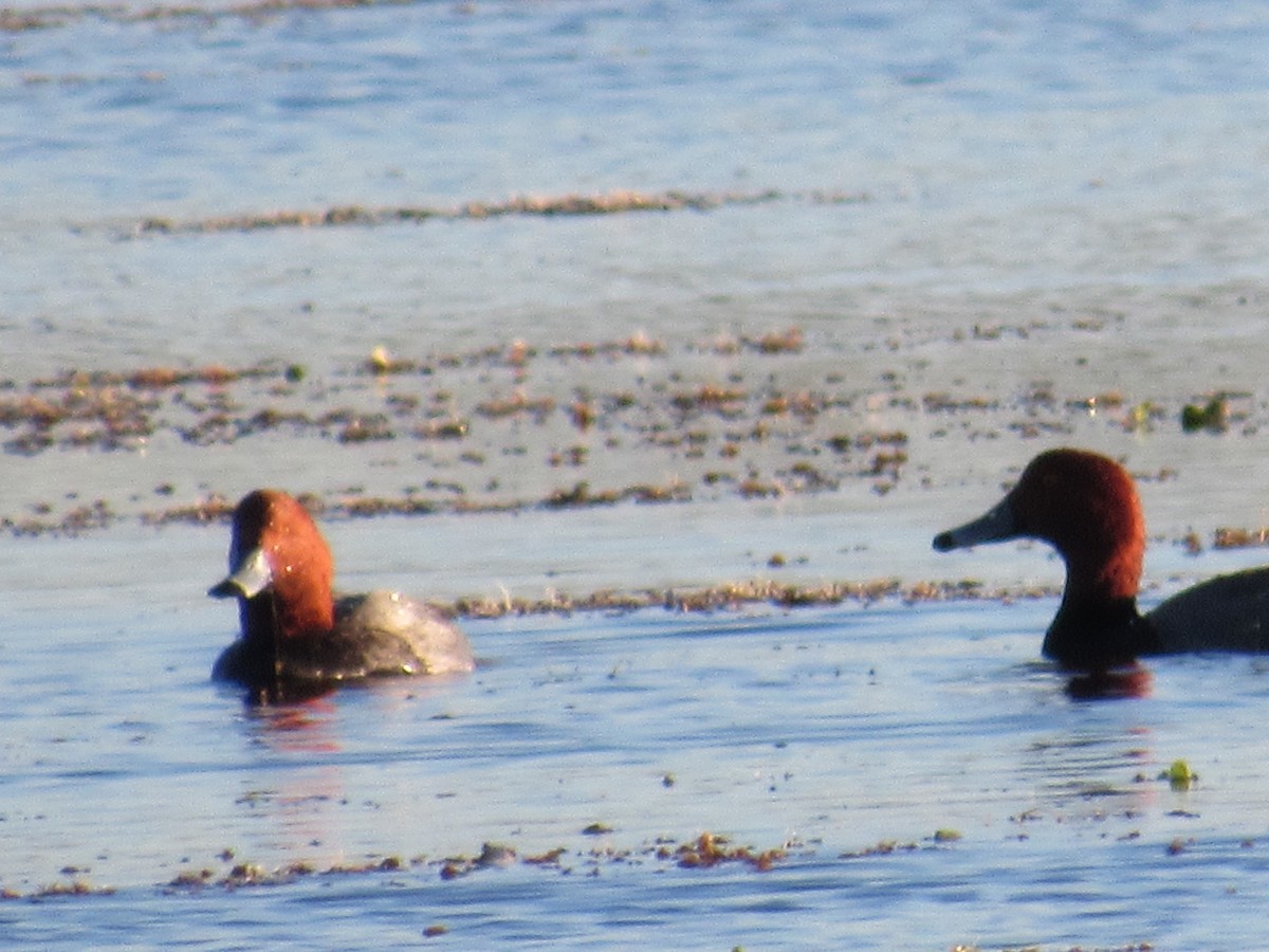 Redhead - ML286713181