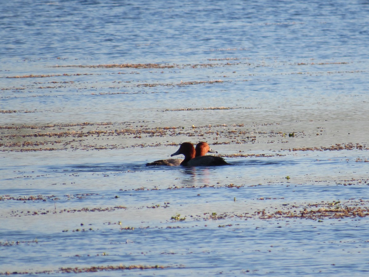 Redhead - ML286713291