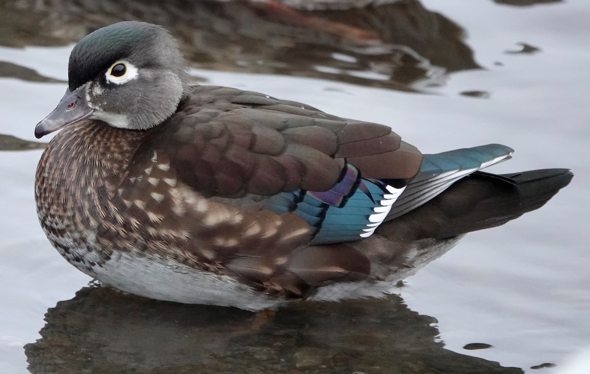 Wood Duck - Connor Goff