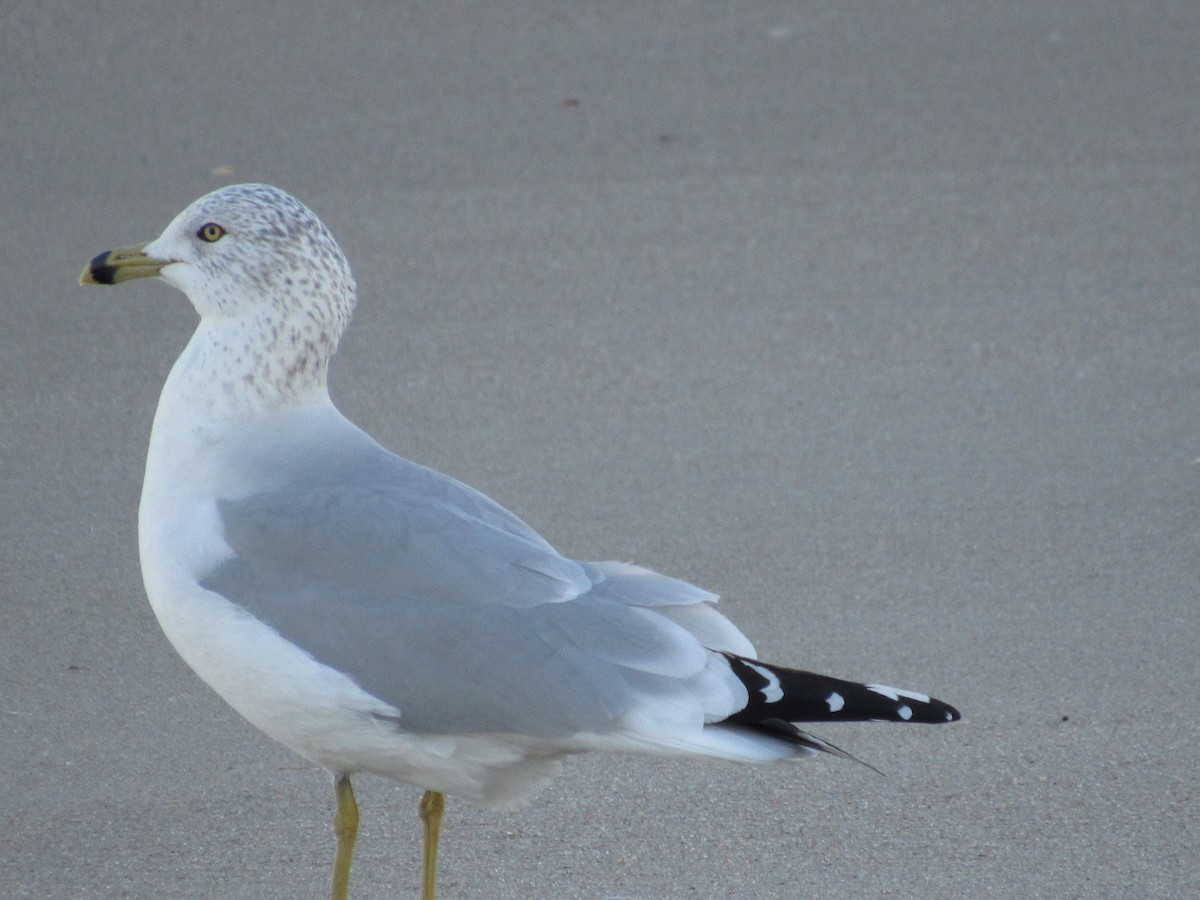 Ring-billed Gull - ML286714891