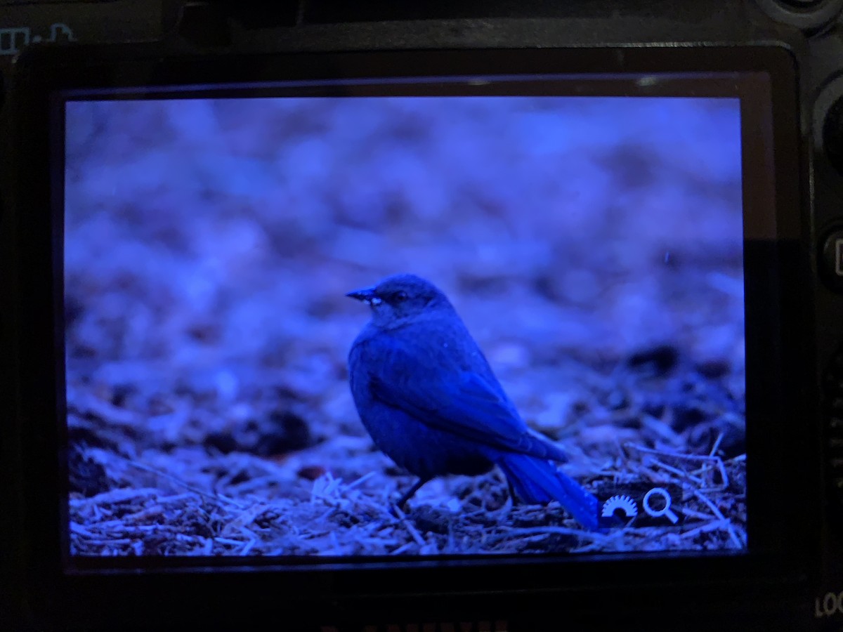 Brewer's Blackbird - ML286715261