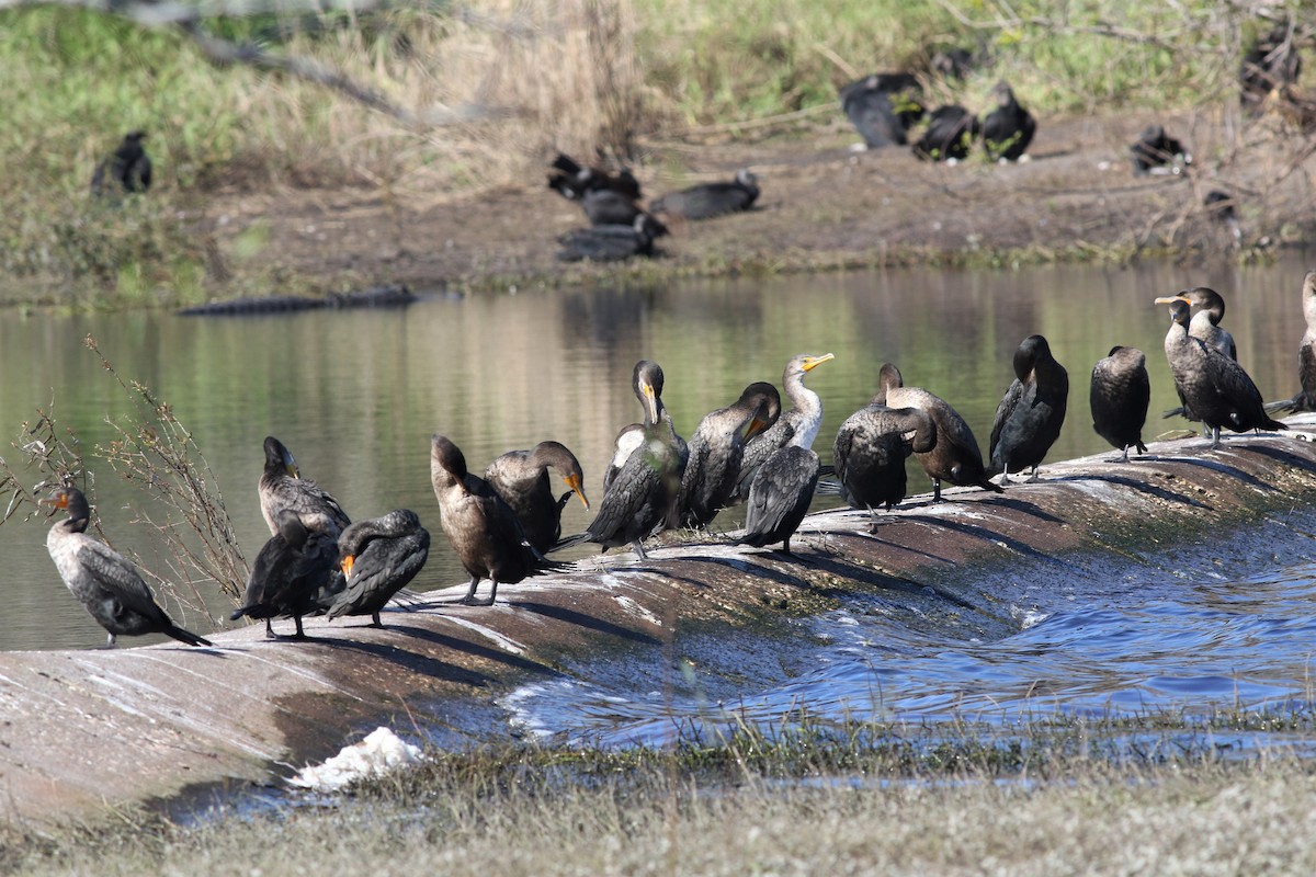 Double-crested Cormorant - ML286715491