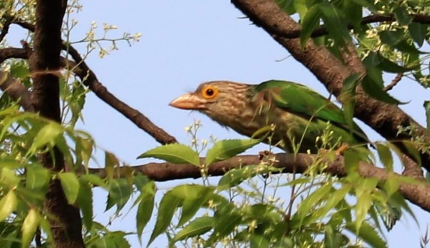 Lineated Barbet - ML286719701
