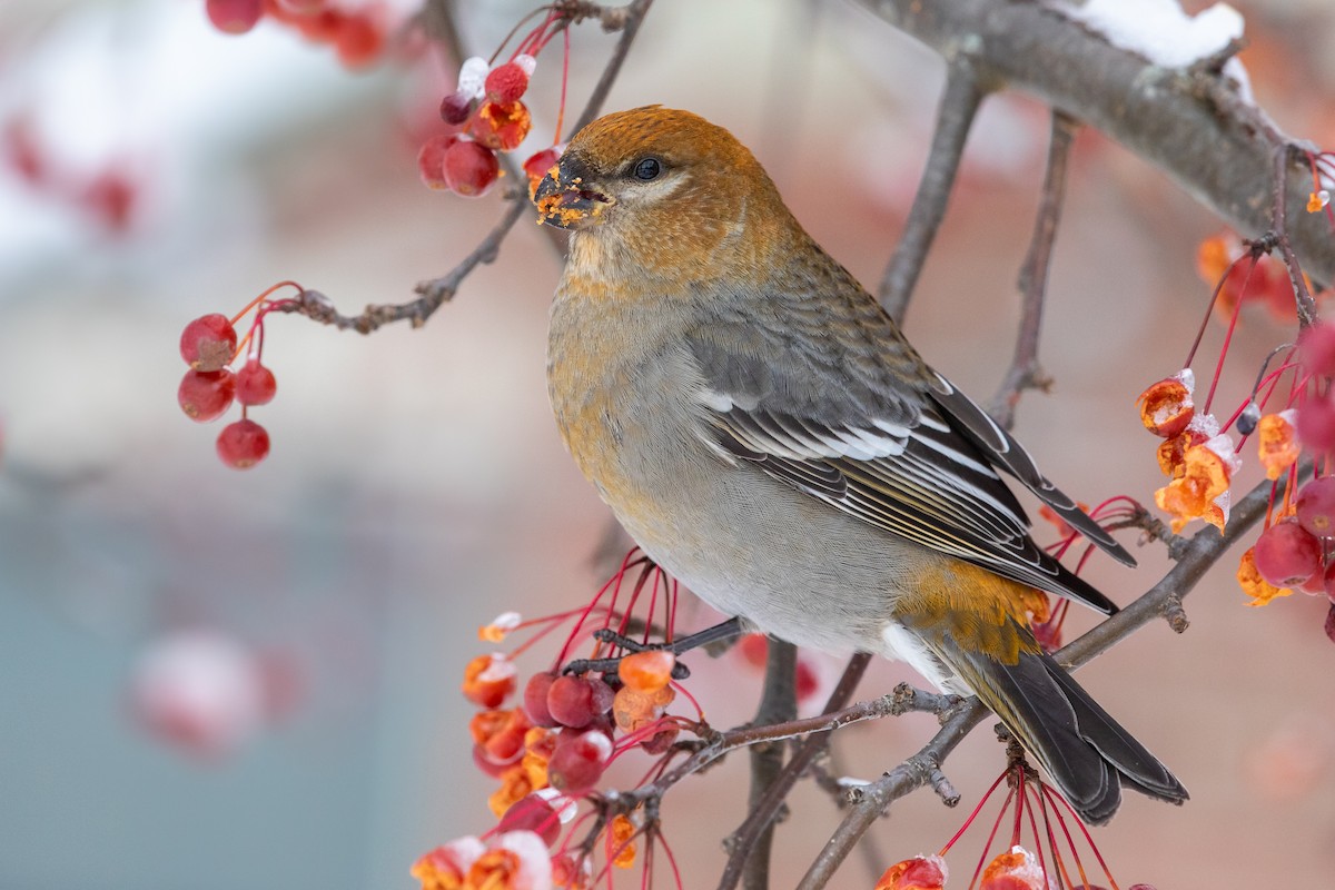 Pine Grosbeak - ML286721491