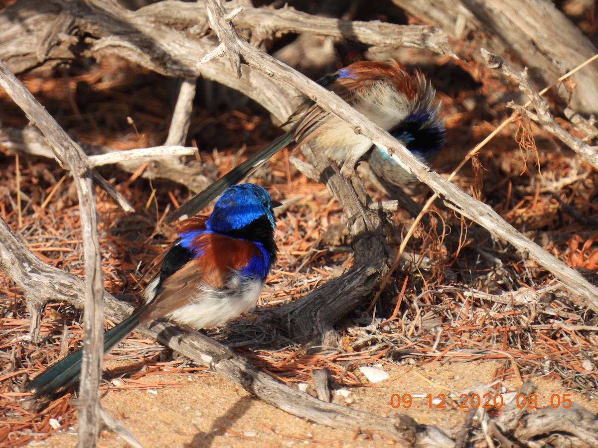 Purple-backed Fairywren - ML286721741