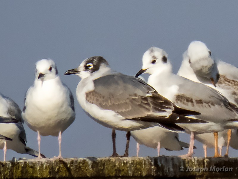 Franklin's Gull - ML286722341