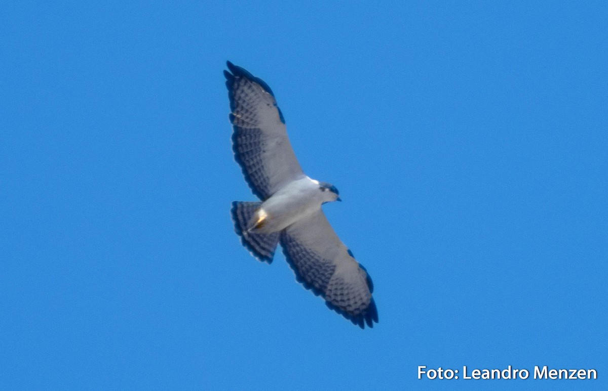 Short-tailed Hawk - ML286722381