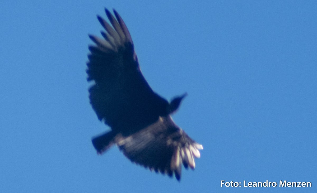 Black Vulture - ML286722751