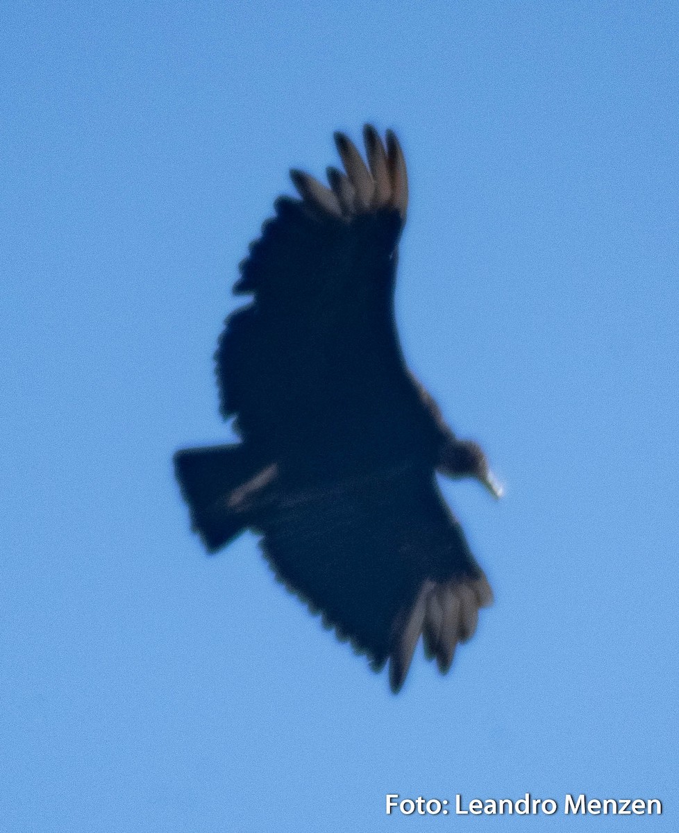 Black Vulture - ML286722771