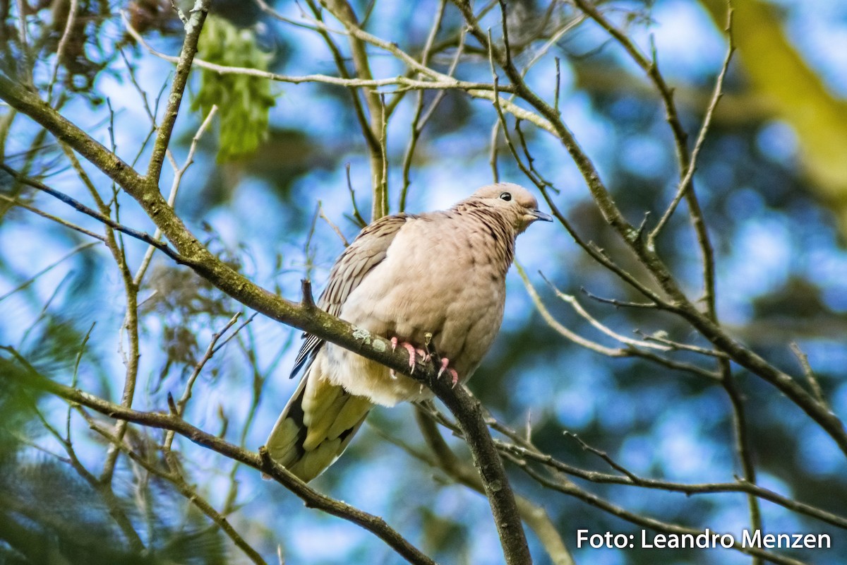 Picui Ground Dove - ML286723131