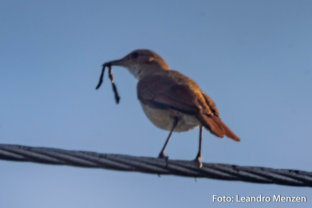 Rufous Hornero - ML286723461