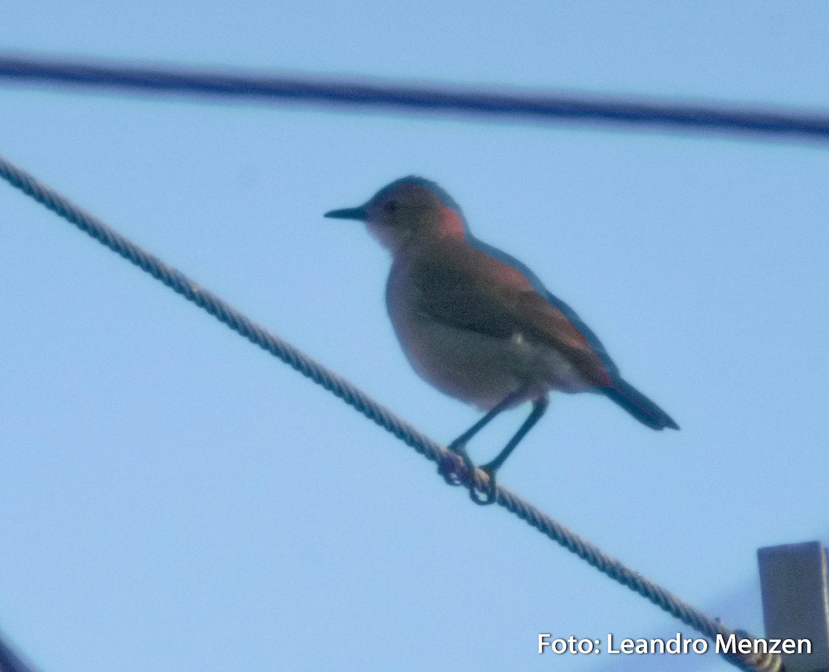 Rufous Hornero - ML286723471