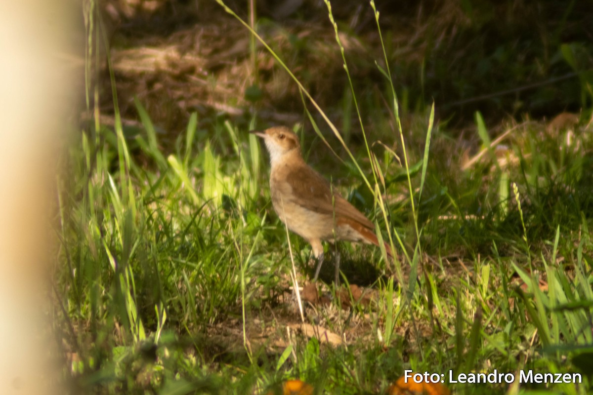 Rufous Hornero - ML286723501