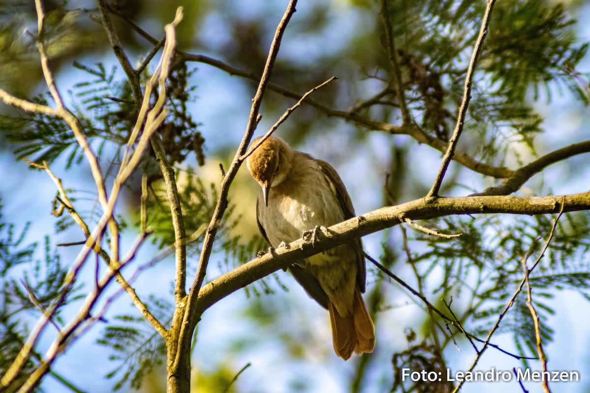 Rufous Hornero - ML286723521