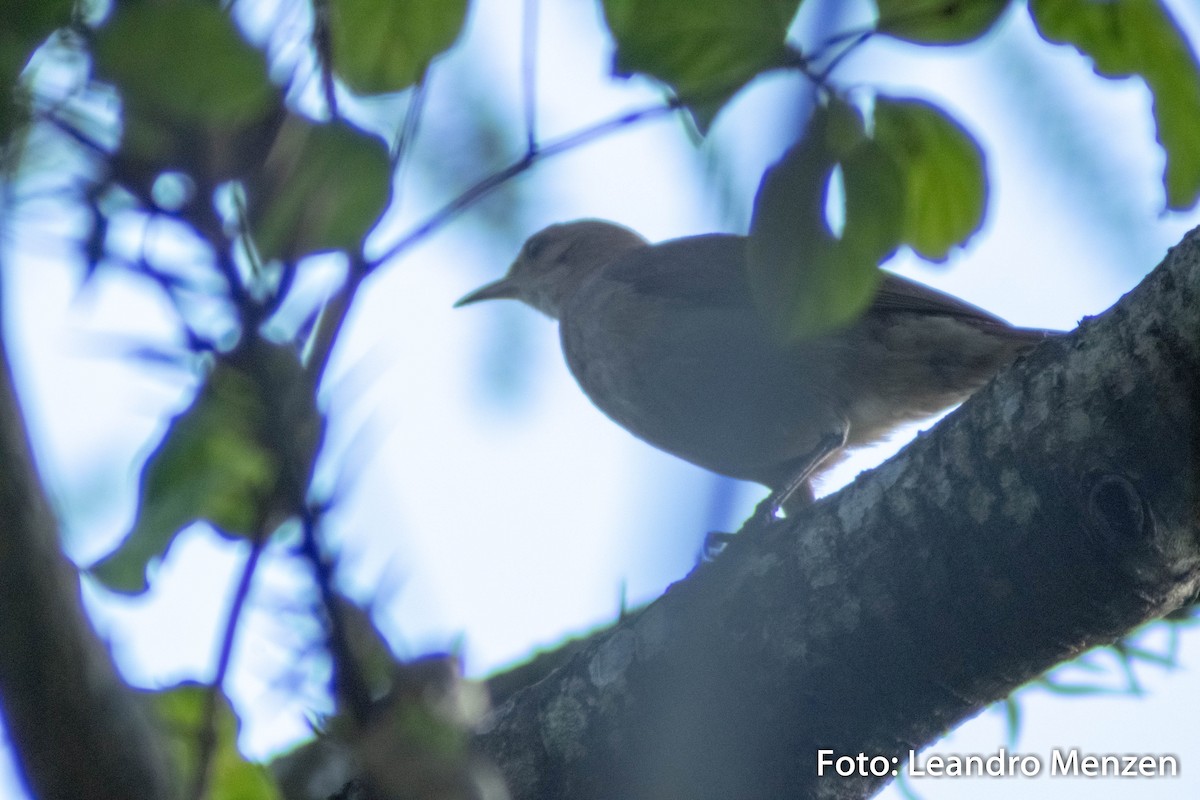 Rufous Hornero - ML286723531