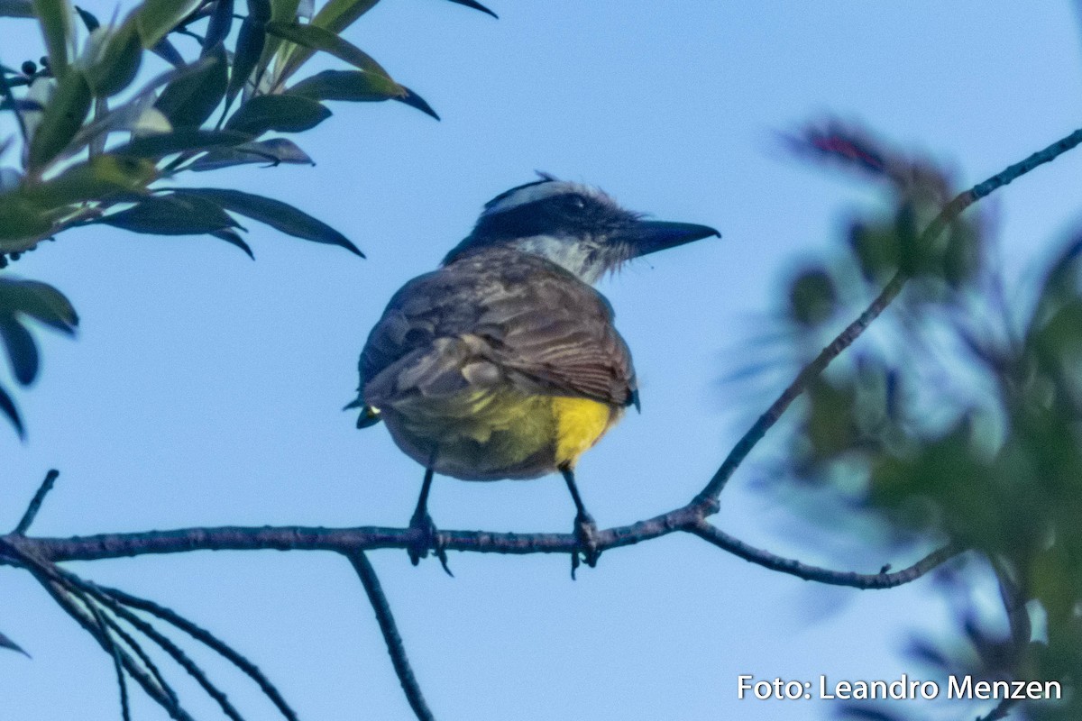 Great Kiskadee - ML286724001