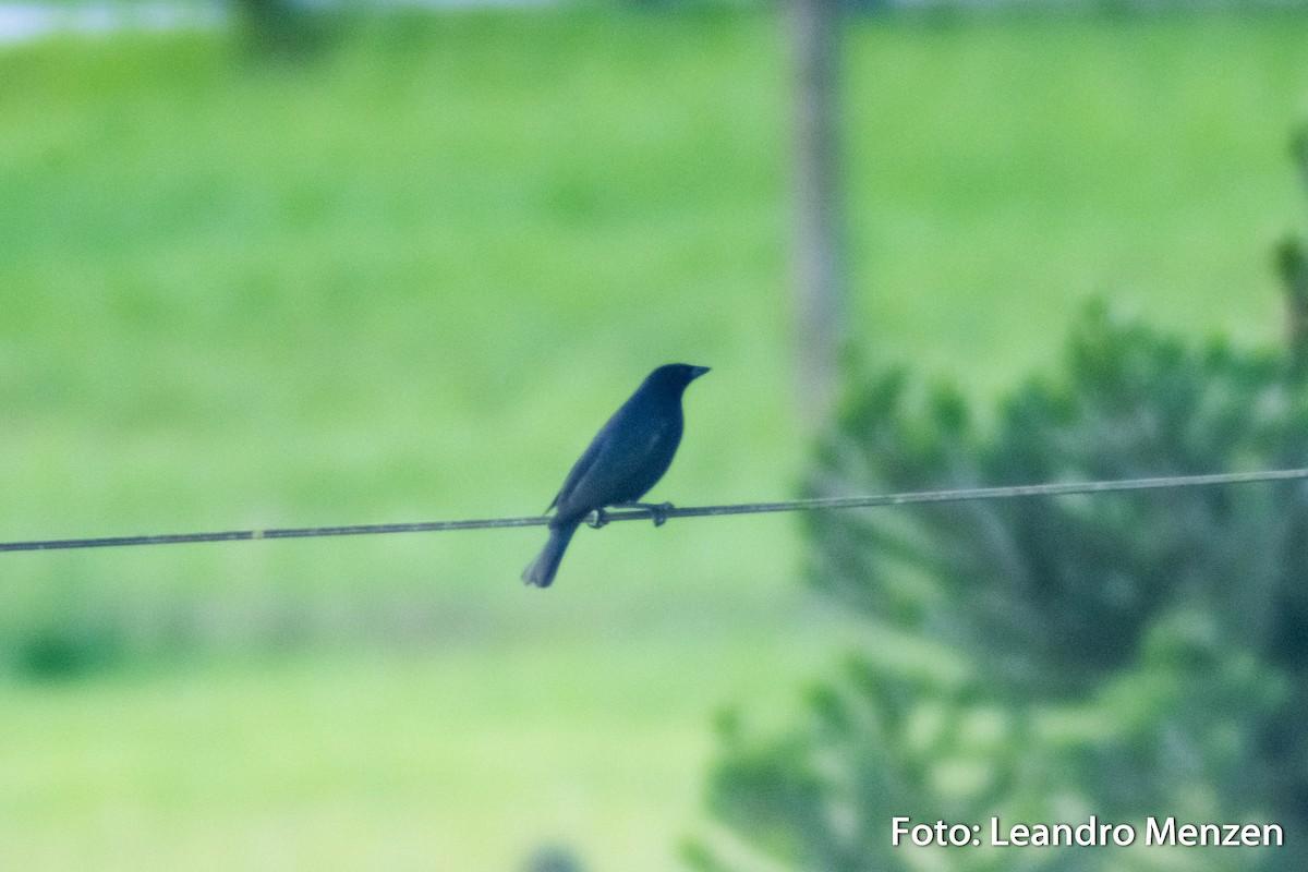 Shiny Cowbird - ML286724371