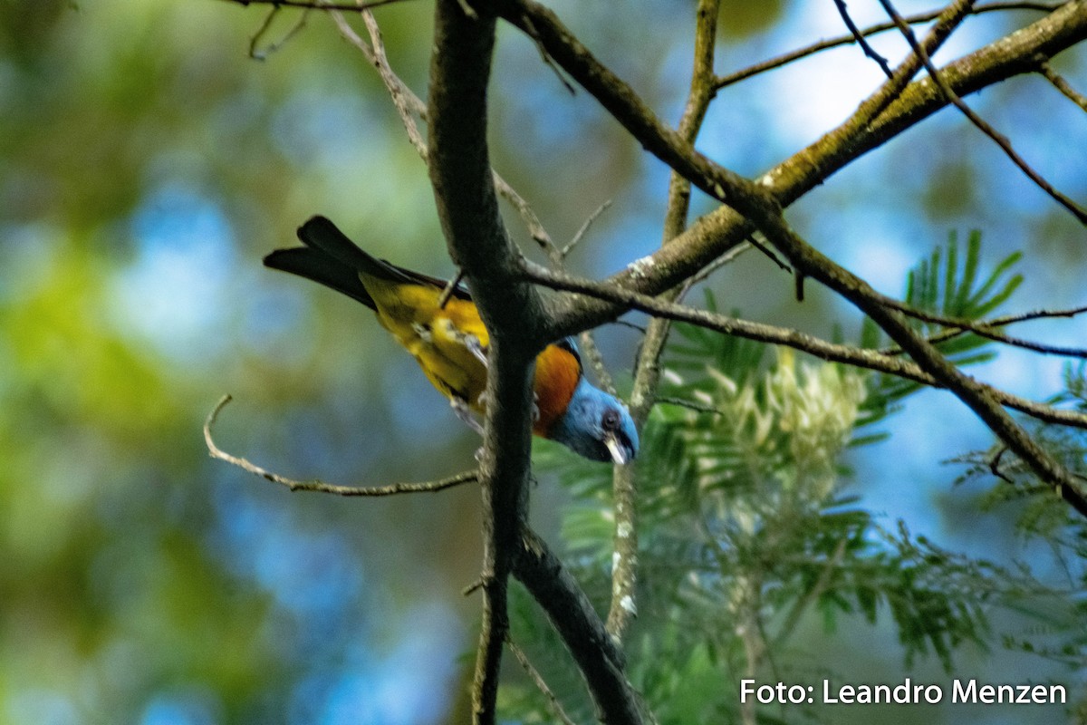 Blue-and-yellow Tanager - ML286724511