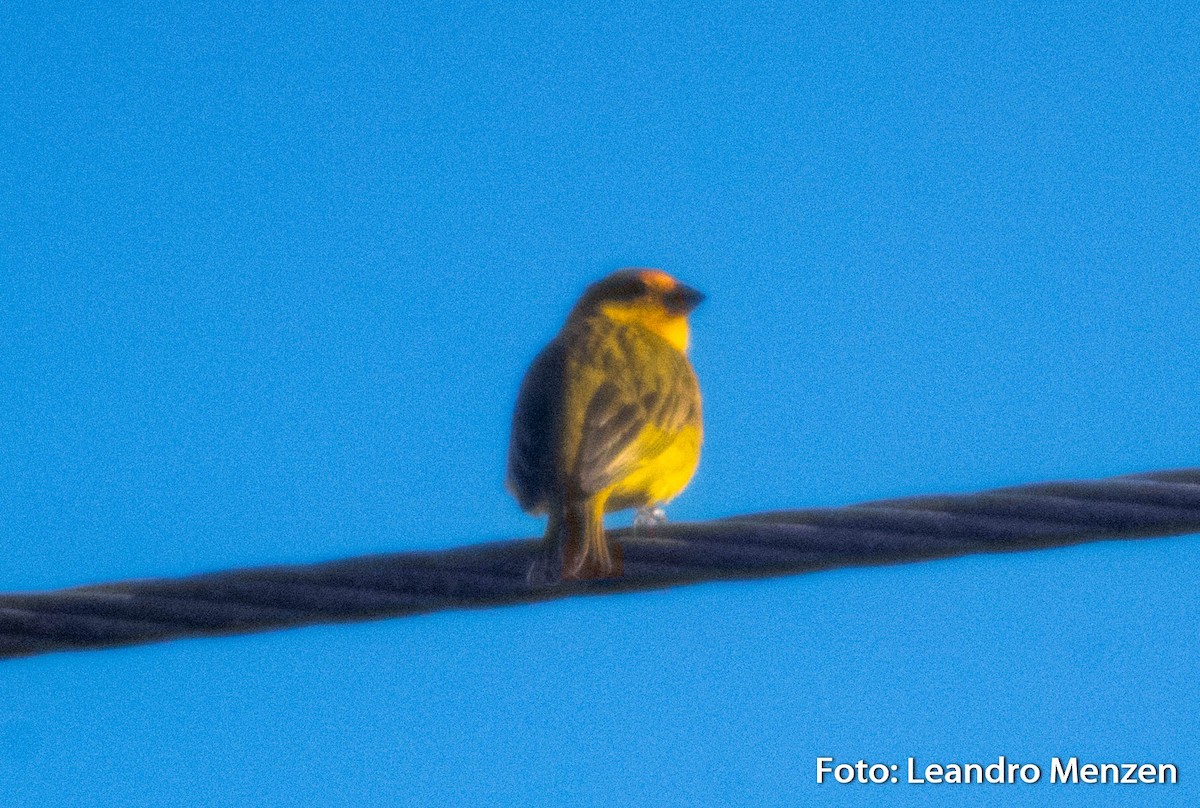 Saffron Finch - ML286724811