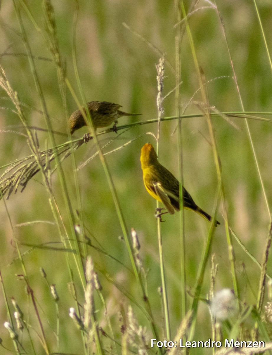 Saffron Finch - ML286724821