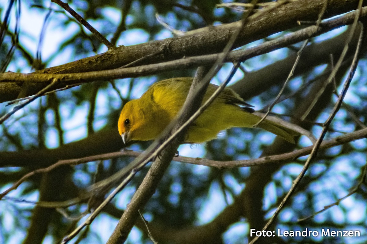 Saffron Finch - ML286724851