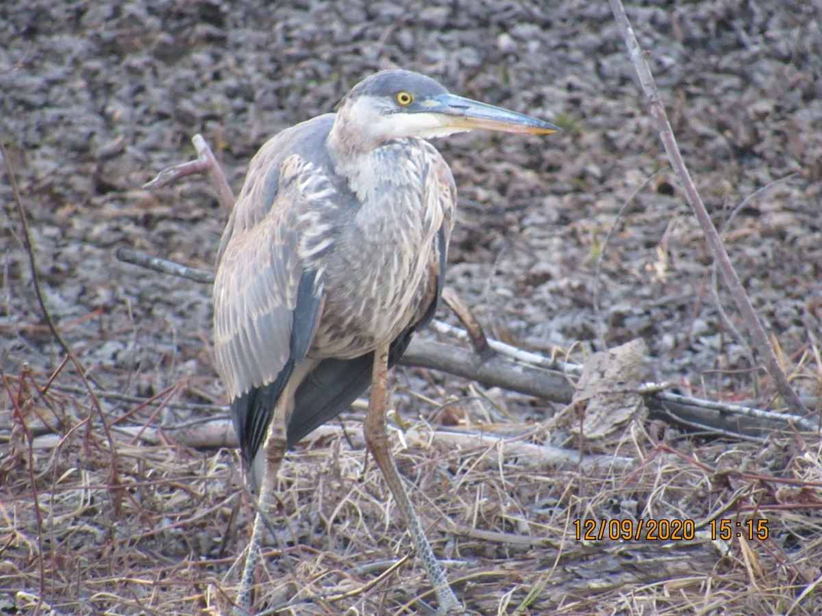 Great Blue Heron - Doug Hartl