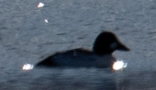 Common Goldeneye - ML286726171