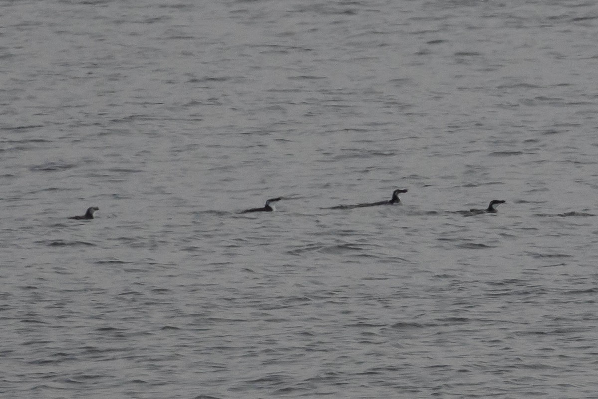 Razorbill - ML286726731