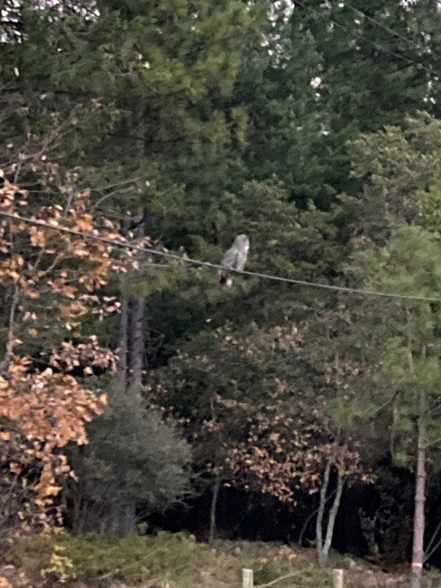 Great Gray Owl - ML286727841