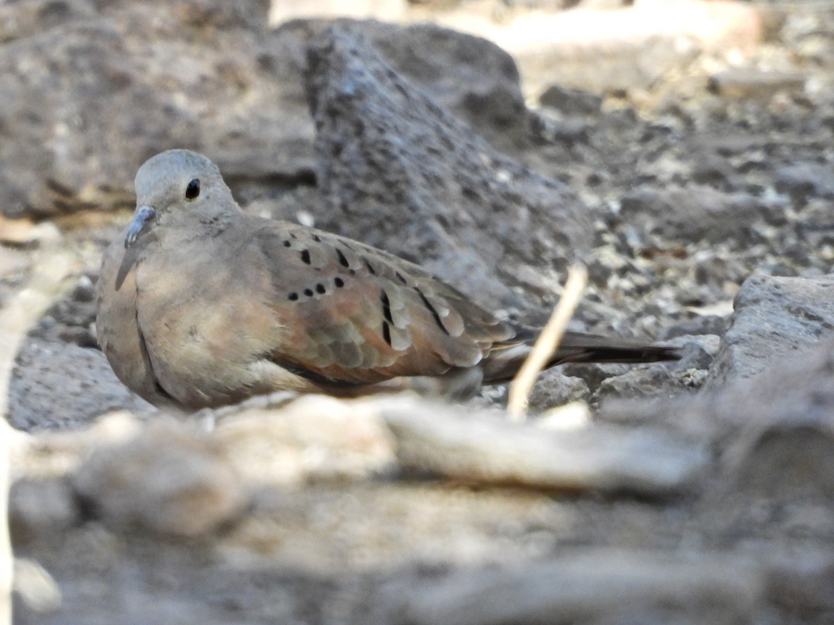 Ruddy Ground Dove - ML286729491