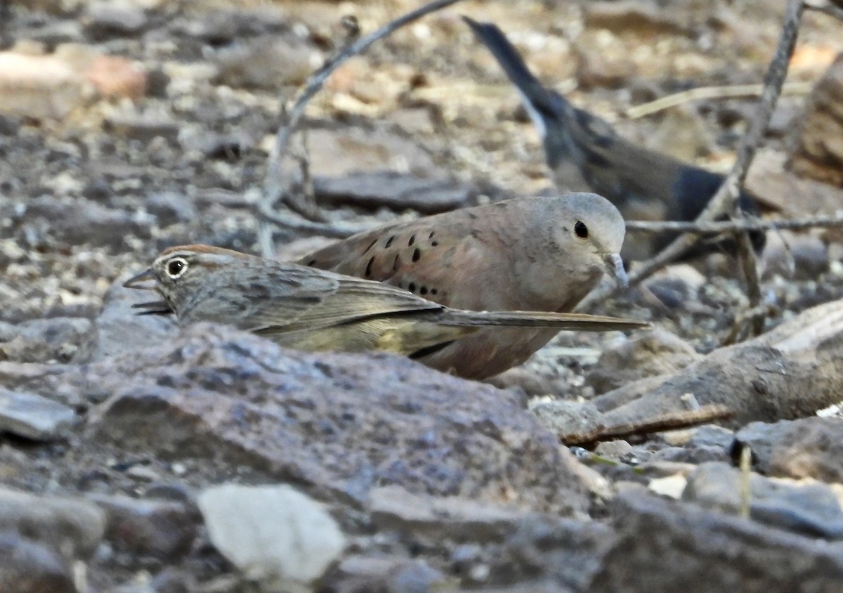 Ruddy Ground Dove - ML286729741