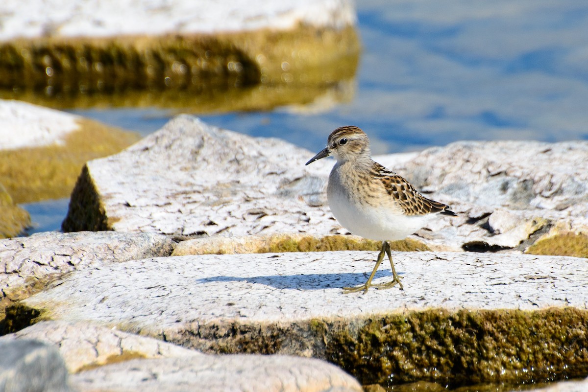 Least Sandpiper - ML286730511