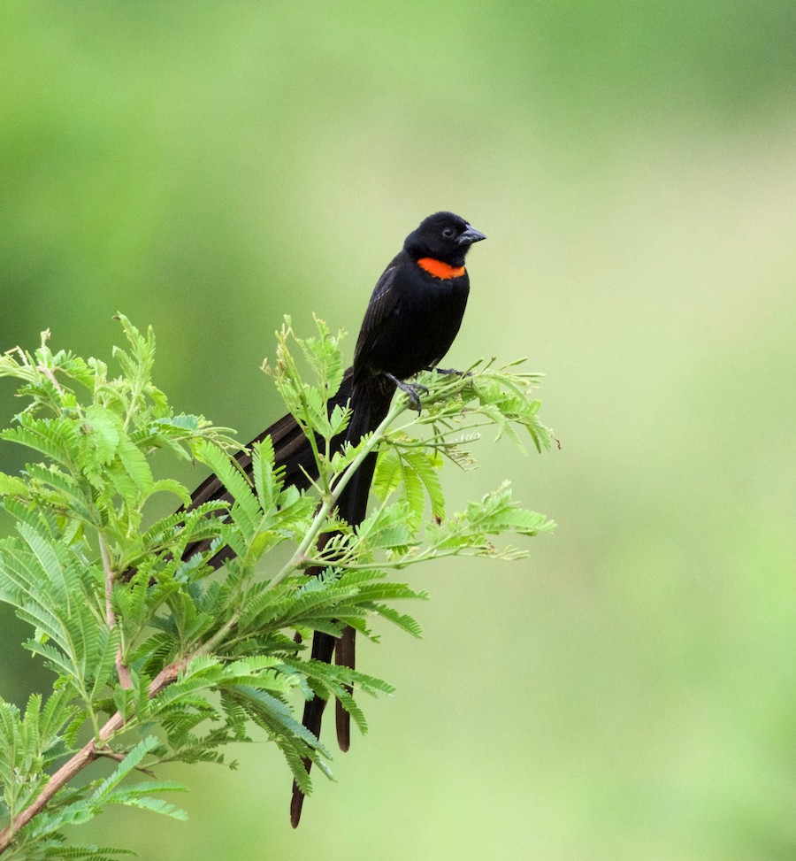 Red-collared Widowbird - Farokh Jamalyaria