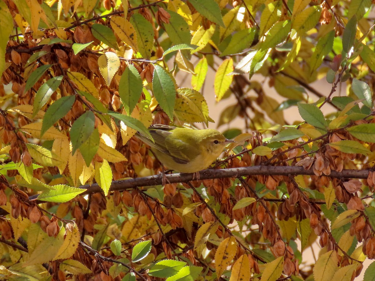 Tennessee Warbler - Alina Martin