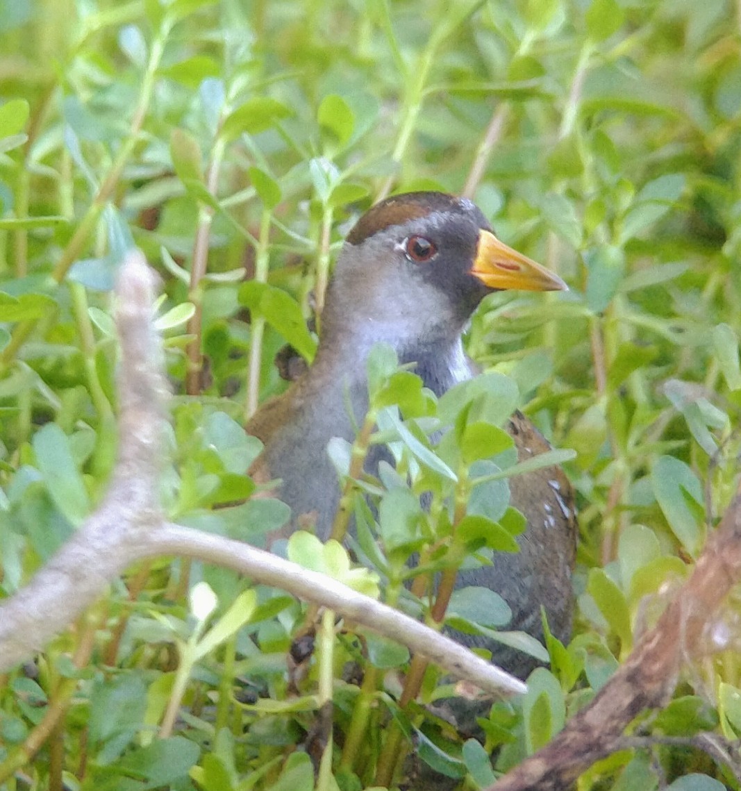 Sora - Lance Tanino