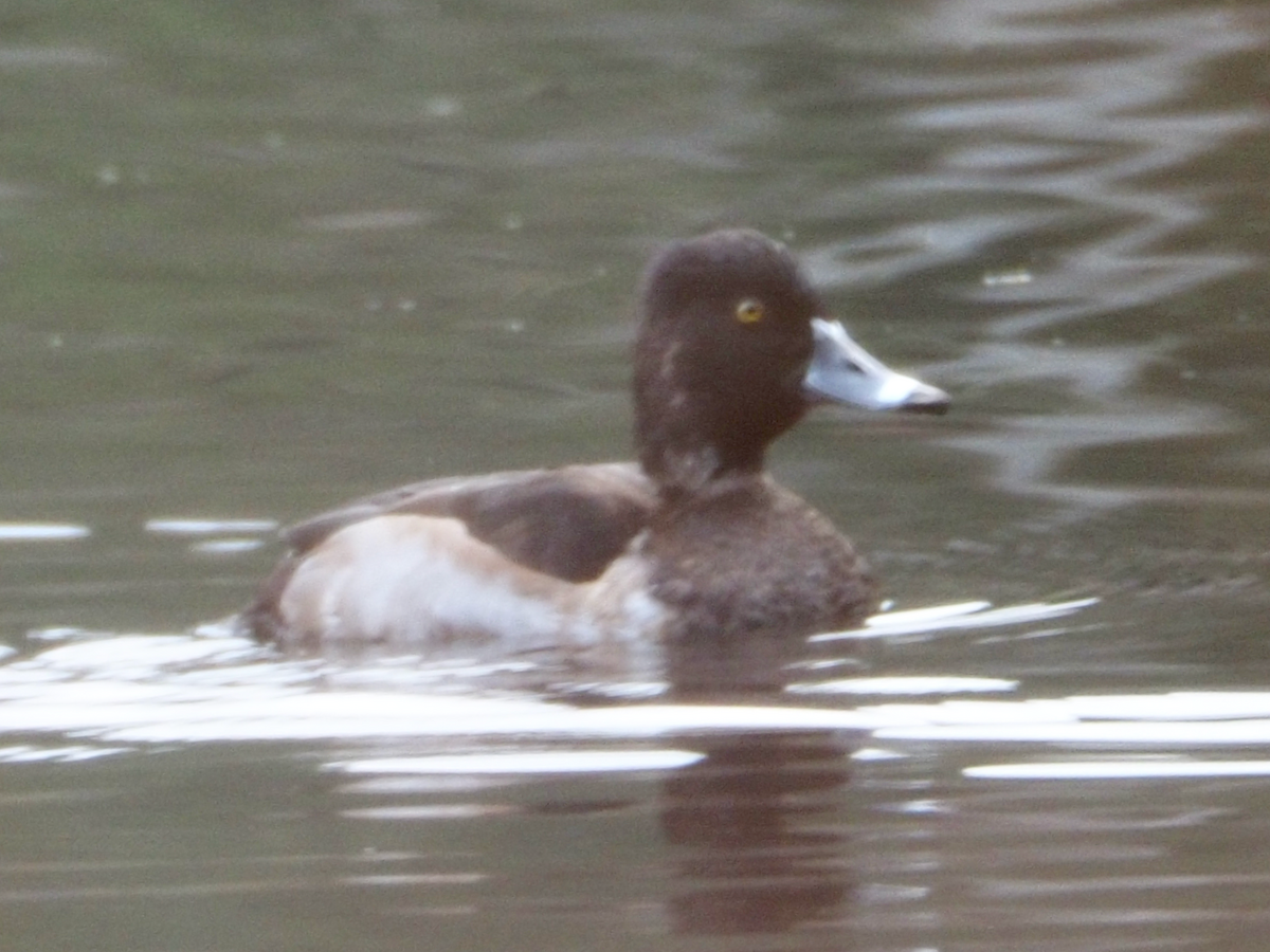 Ring-necked Duck - Wendy Feltham