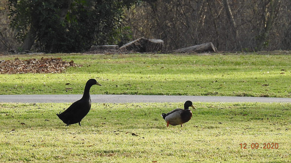 Graylag Goose (Domestic type) - ML286733081