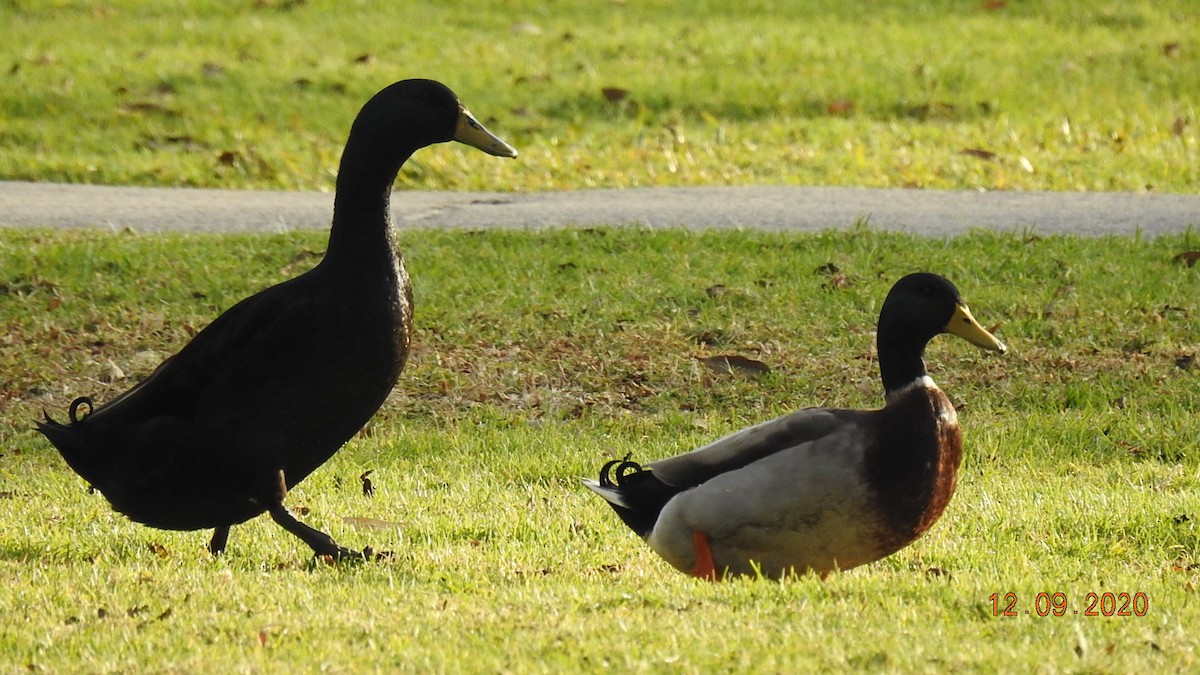 Graylag Goose (Domestic type) - ML286733101