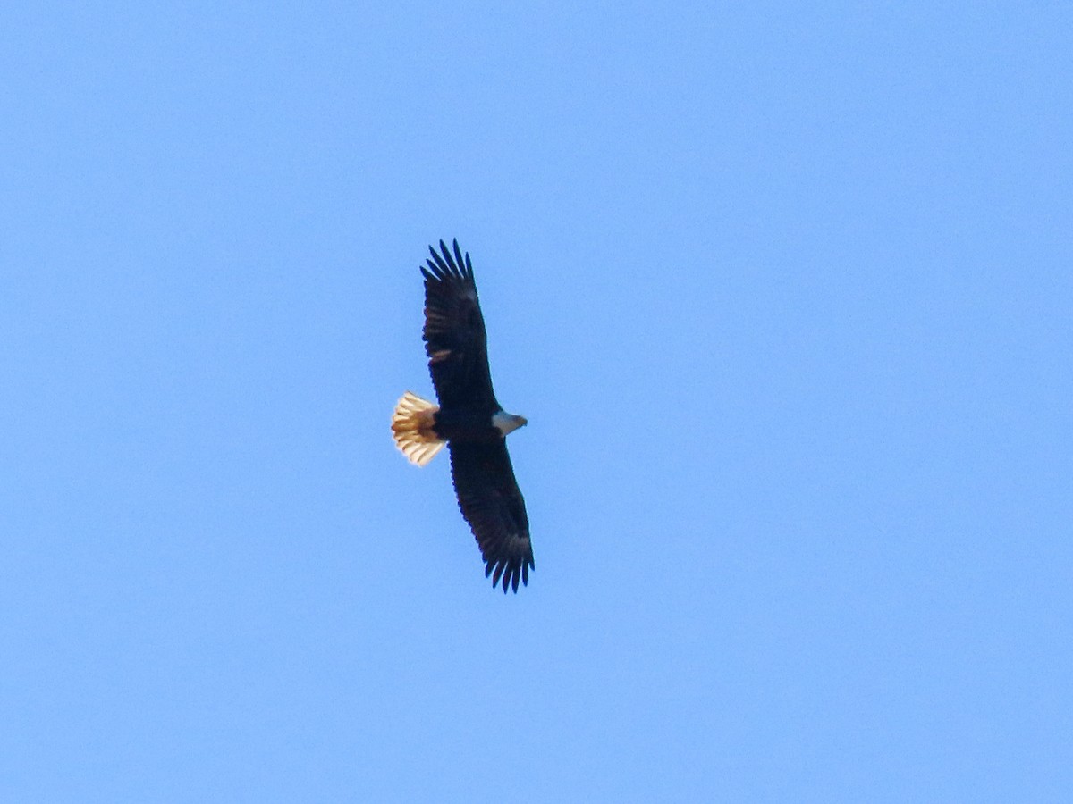 Weißkopf-Seeadler - ML286733541