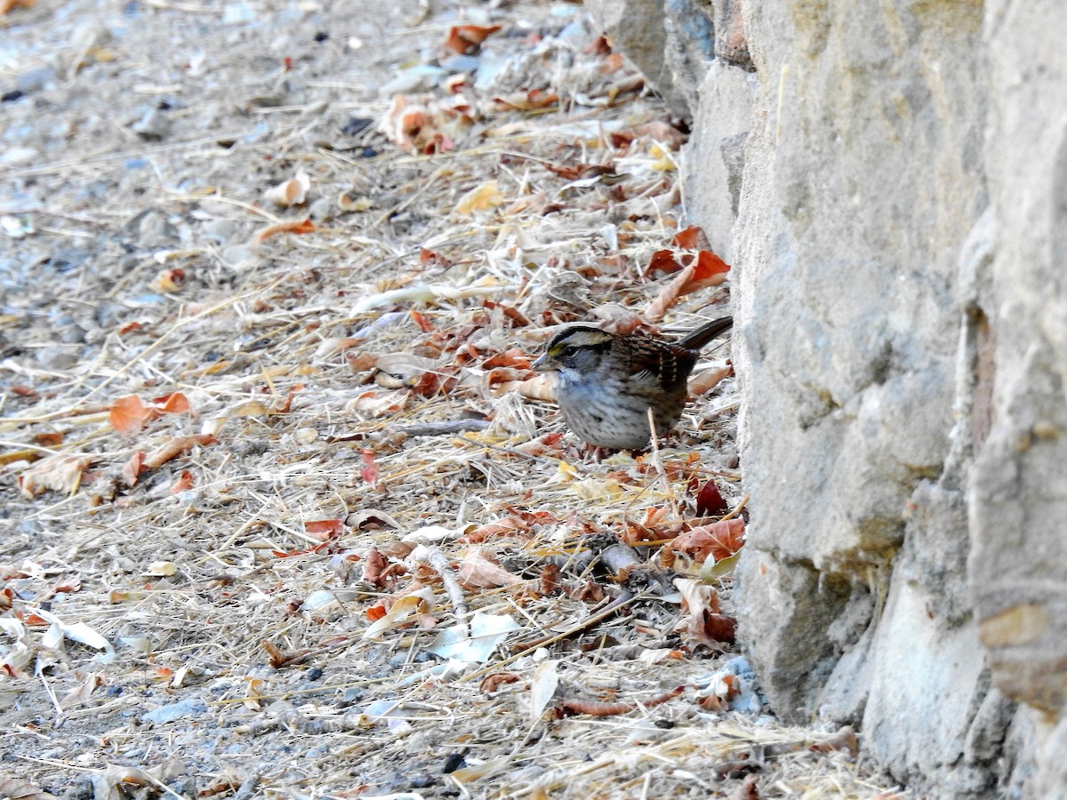 White-throated Sparrow - Pat McGrane
