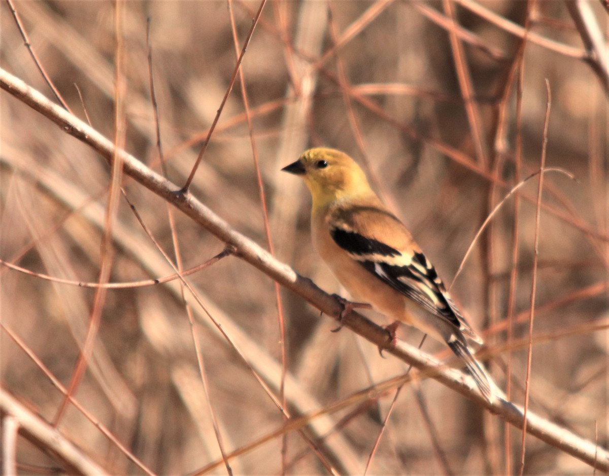 American Goldfinch - ML286734971