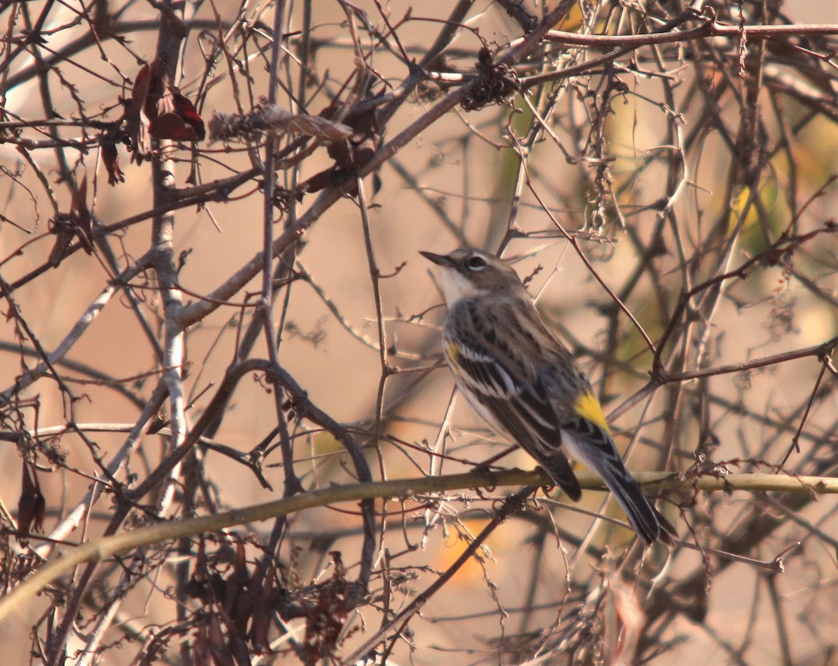 Yellow-rumped Warbler - ML286735241