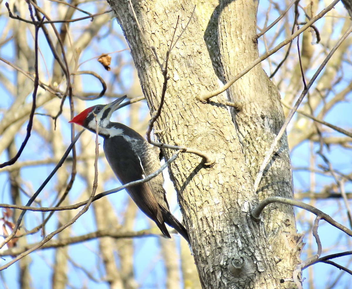 Pileated Woodpecker - Ann Tanner