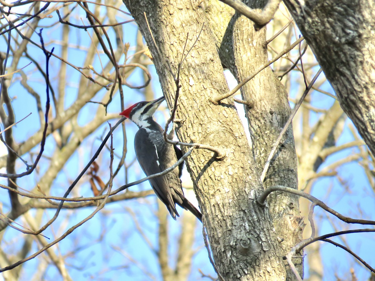 Pileated Woodpecker - Ann Tanner