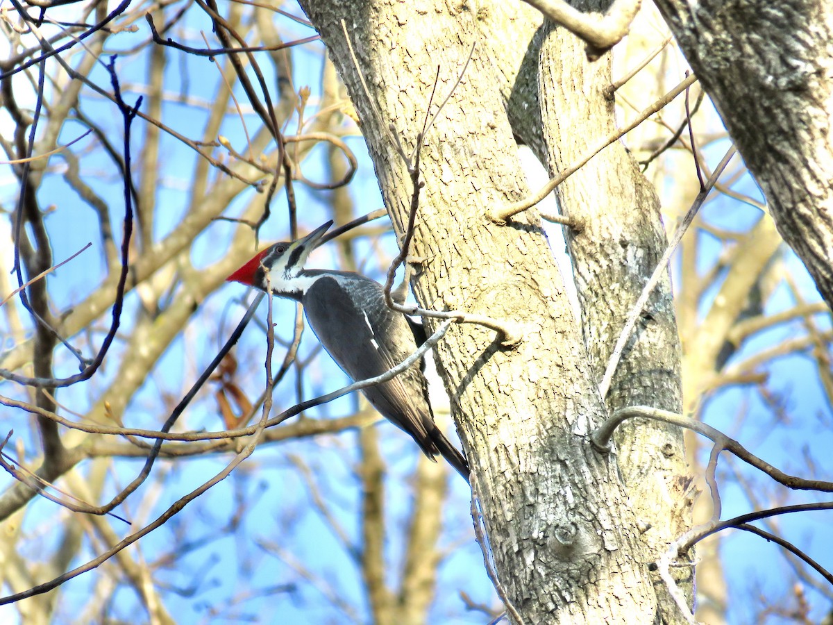 Pileated Woodpecker - Ann Tanner