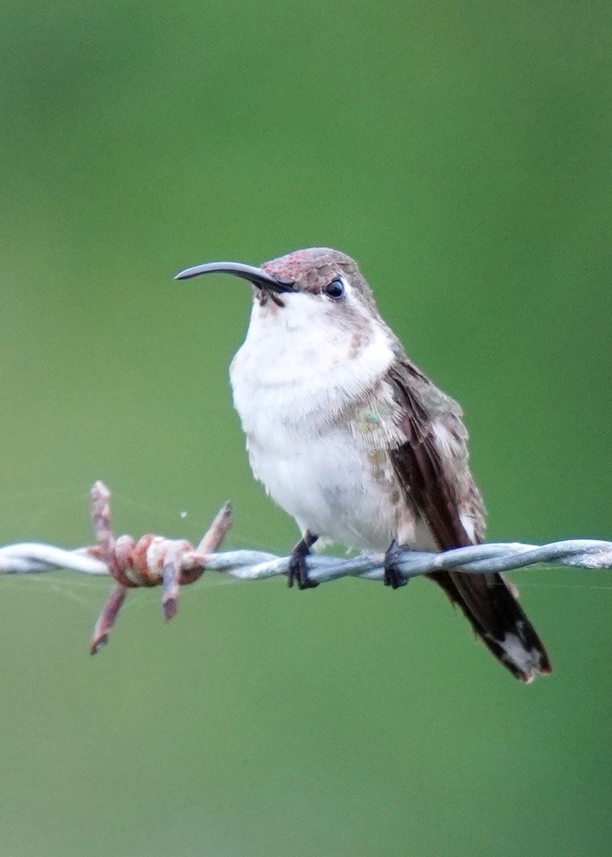 Mexican Sheartail - Sibylle Hechtel