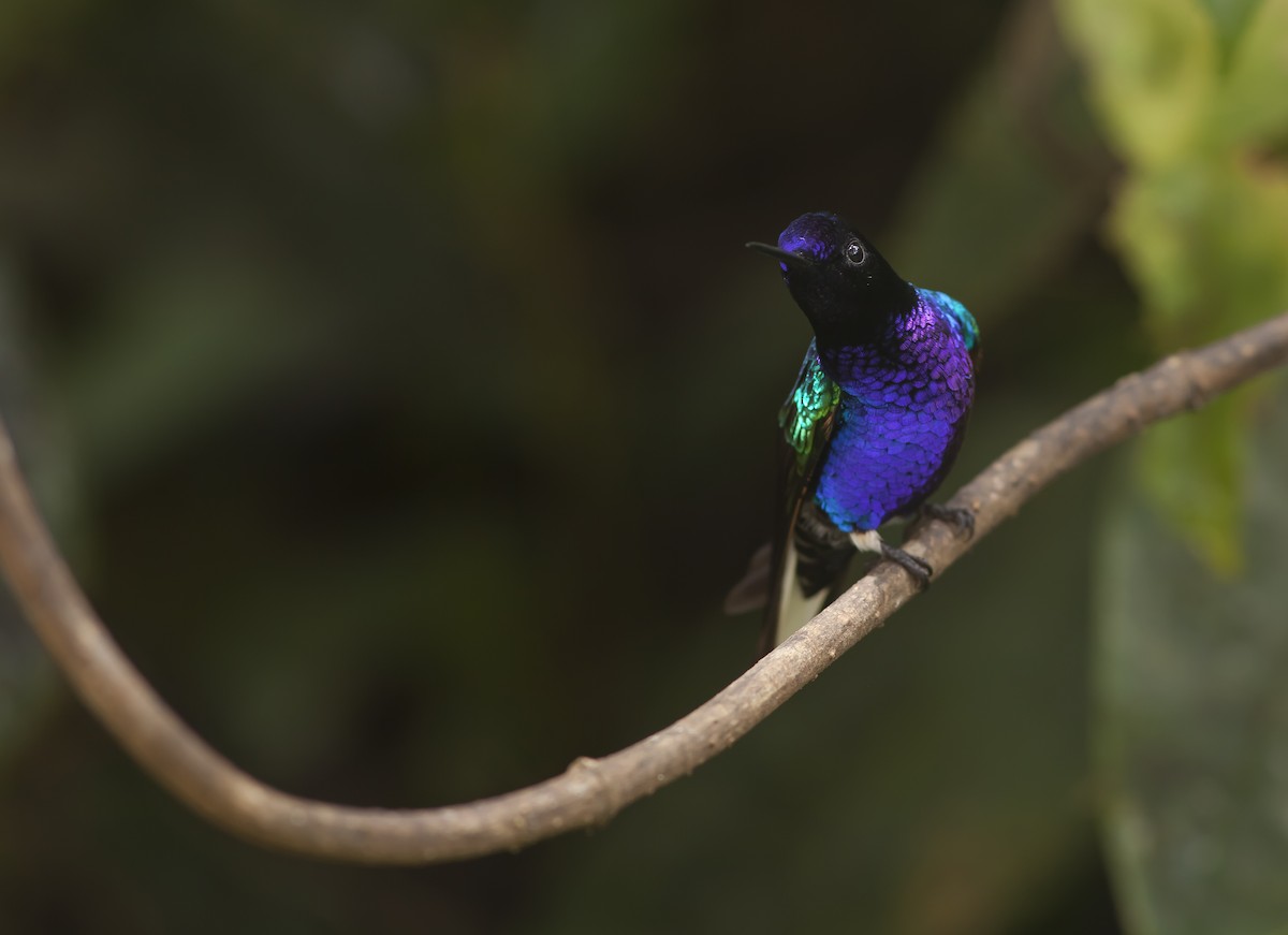 Velvet-purple Coronet - Chris Burney